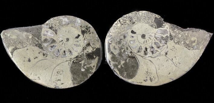 Pyritized Ammonite Fossil Pair #48086